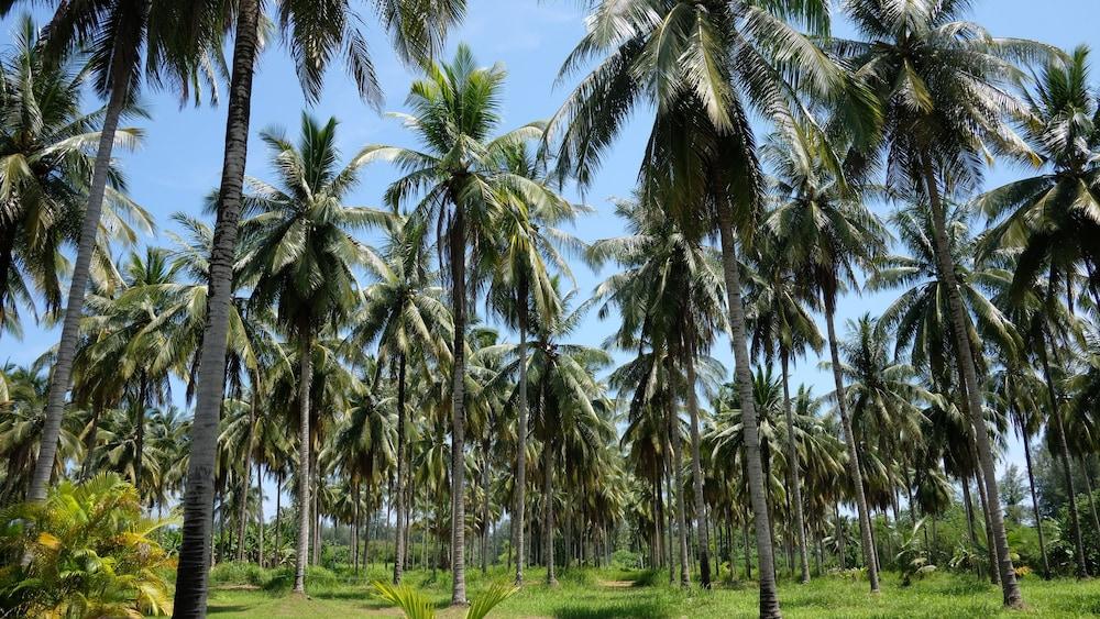 Готель Khao Lak Golden Coconut Екстер'єр фото